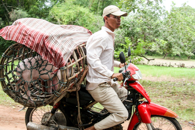 Fermier cambodgien transportant du betail sur sa moto.